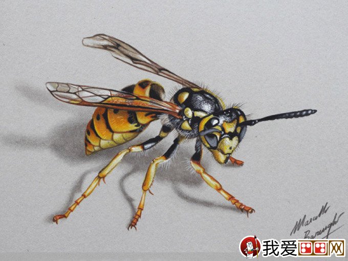 马塞罗巴伦吉逼真彩色铅笔手绘作品黄蜂