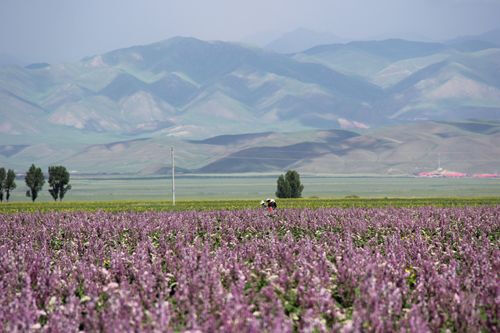 中文学名香紫苏 拉丁学名Salvia sclarea L. 别称：南欧丹参；香丹参；麝香丹参；莲座鼠尾草 唇形科，鼠尾草属； 香紫苏浸膏进一步用溶剂进行重结晶，或采用高真空蒸馏，分子蒸馏等方法，可以提纯到95%以上含量的香紫苏醇。香紫苏醇是合成香紫苏内酯和龙涎醚等名贵香料的原料。