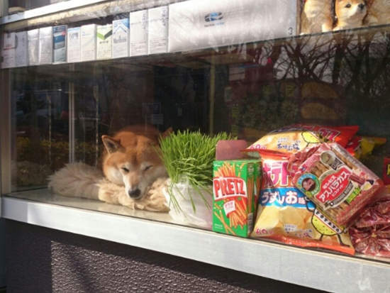  在東京武蔵小金井駅，有一間叫做「鈴木たばこ店」的雜貨店。雖然小店本身不太起眼，卻有著一位最棒的店員。這位店員不是特別勤勞，也不是特別會叫賣，但卻是你看過最可愛的店員–一隻柴犬。 平常跟著店主人一起經營小店，只要有客人上門，柴犬店員就會把小窗戶打開，送給每位來店的顧客熱情大方的微笑。如果你有機會拜訪東京，不妨來跟可愛又聰明的明星店員打個招呼吧！