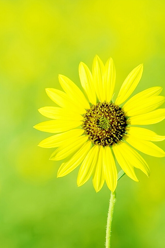 向日葵小花手机壁纸向日葵小花手机壁纸下载