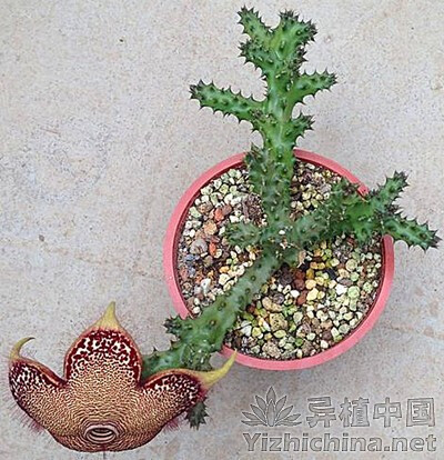 波斯神物 - Asclepiadaceae 萝藦科 - ※异植中
