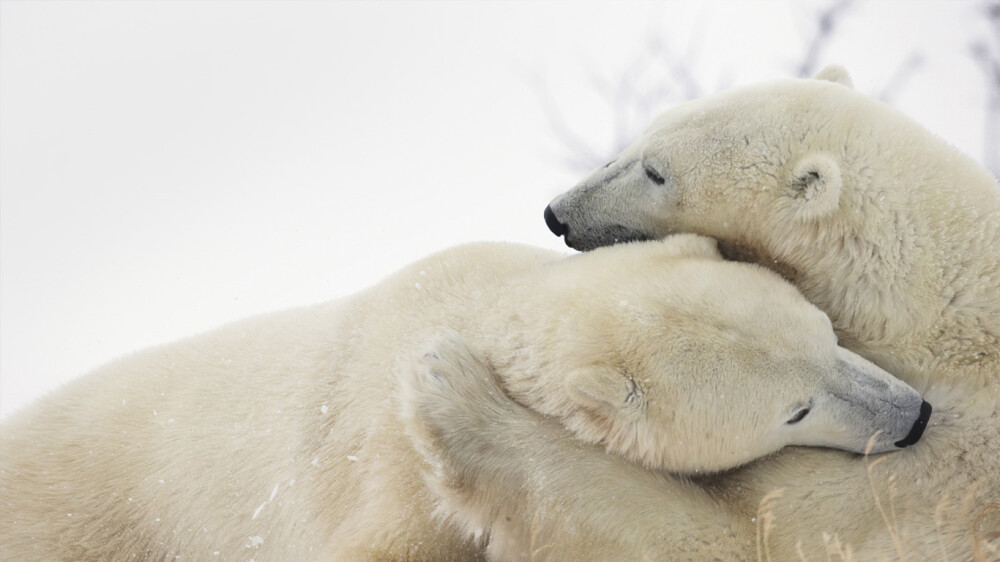 七夕，让我在你耳边呢喃 PolarBearsPlayFighting