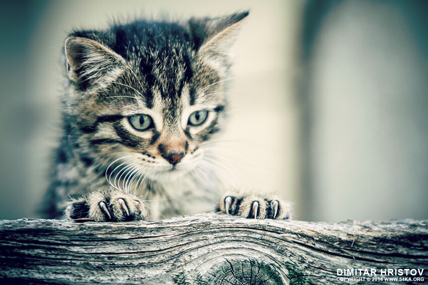 Cute kitty looking behind a fence photography animals Photo