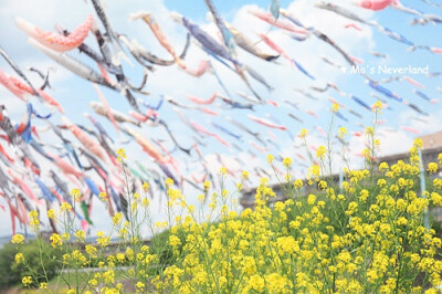 高槻市的こいのぼりフェスタ。河道上挂了1000匹鲤鱼旗，油菜花也开的很美。