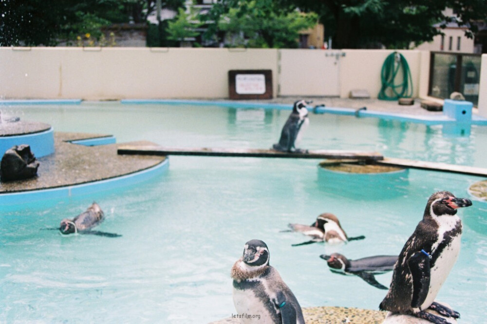 東京上野動物園 by·Charlotte（胶片的味道）