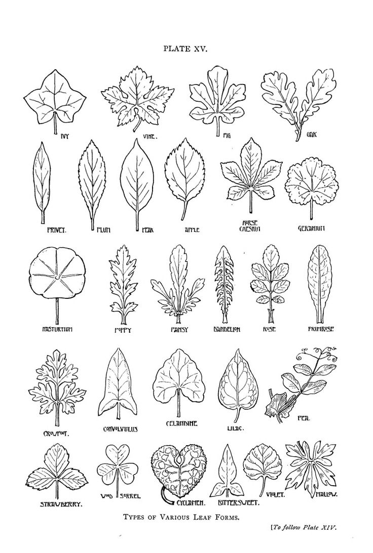 Botanical - Leaf - shapes