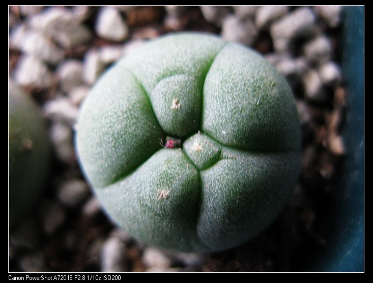 白肌翠冠玉（实生） 仙人掌科 乌羽玉 多肉植物 仙人球 花卉 盆栽