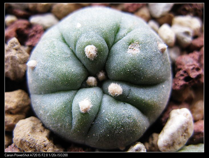 银冠玉（侧芽） 仙人掌科 多肉植物 仙人球 花卉 盆栽