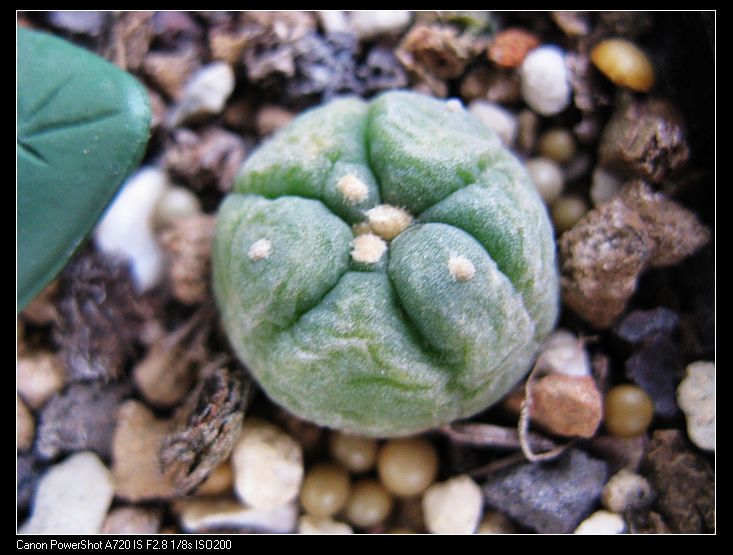 银冠玉（侧芽） 仙人掌科 乌羽玉 多肉植物 仙人球 花卉 盆栽