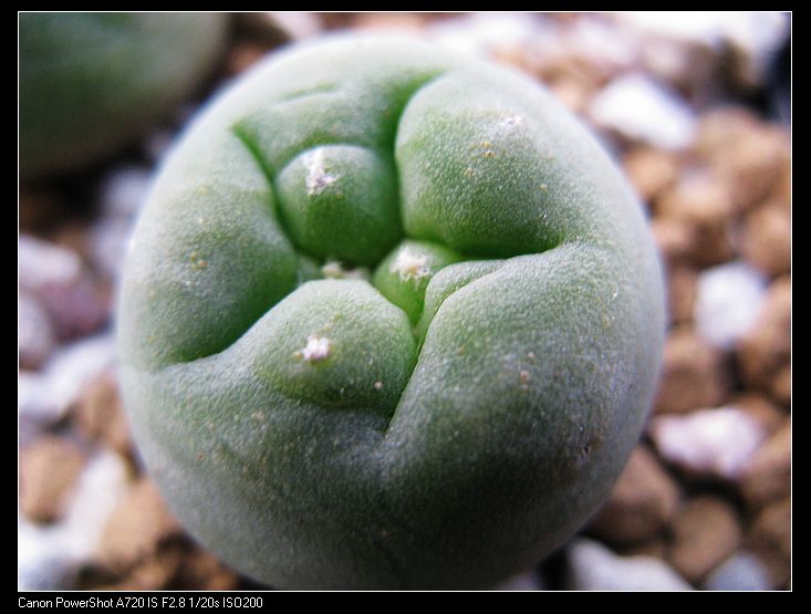 银冠玉（实生） 仙人掌科 多肉植物 仙人球 花卉 带母本