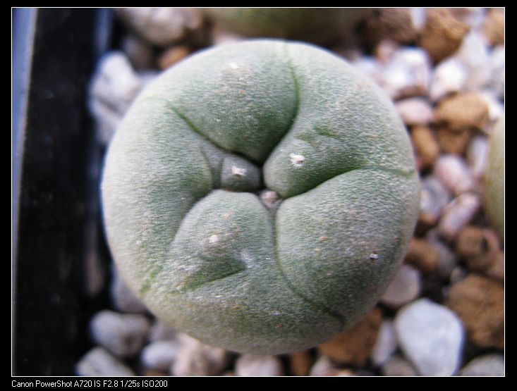 银冠玉（实生） 仙人掌科 多肉植物 仙人球 花卉 带母本