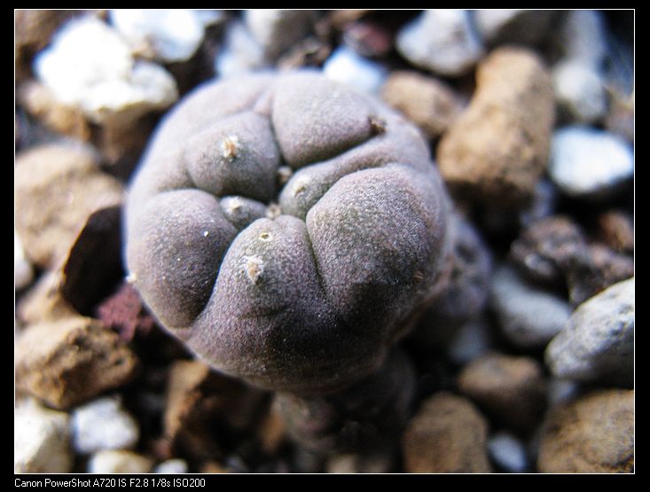 三头银冠玉（实生） 仙人掌科 乌羽玉 多肉植物 仙人球 花卉