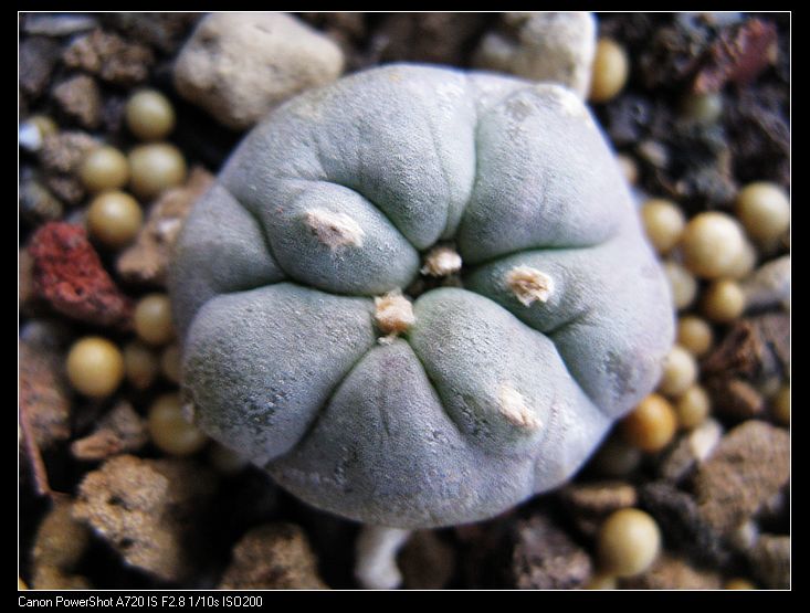 白肌银冠玉（侧芽） 仙人掌科 乌羽玉 多肉植物 仙人球 花卉 带母本