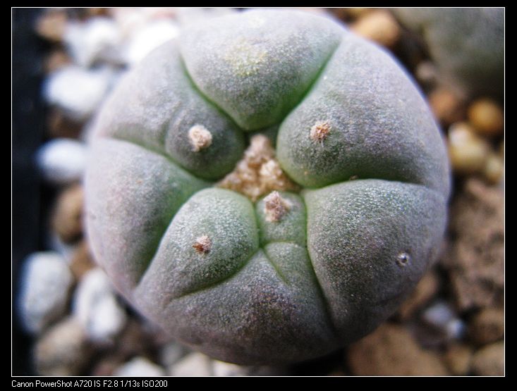 银冠玉（实生） 仙人掌科 乌羽玉 多肉植物 仙人球 花卉