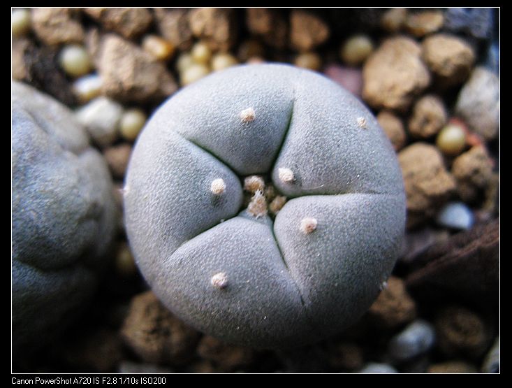 银冠玉（实生） 仙人掌科 乌羽玉 多肉植物 仙人球 花卉 盆栽