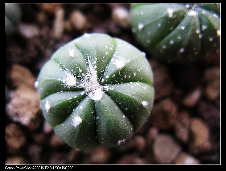 散斑兜锦（实生）仙人掌科星球属 多肉植物 仙人球 仙人掌 处理价