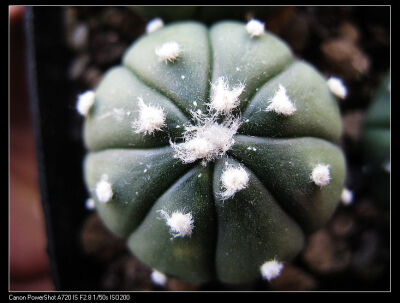 散斑兜锦（实生）仙人掌科星球属 多肉植物 仙人球 仙人掌 花卉