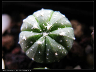 极上斑兜锦（实生） 仙人掌科星球属 多肉植物 仙人球 冲钻特价