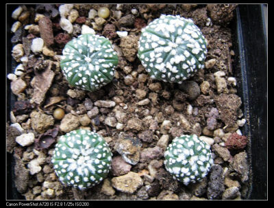 奇迹兜（实生 一盆价） 仙人掌科星球属 多肉植物 仙人球