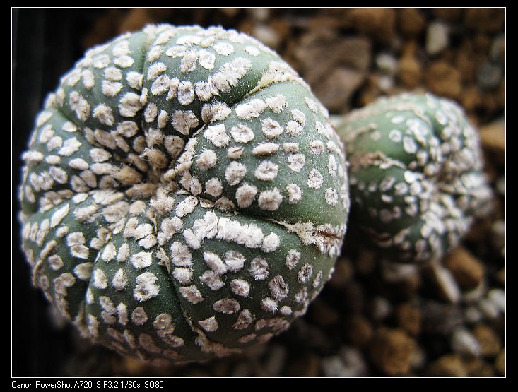 双头浓白点超兜（实生）仙人掌科星球属 多肉植物 仙人球 处理价