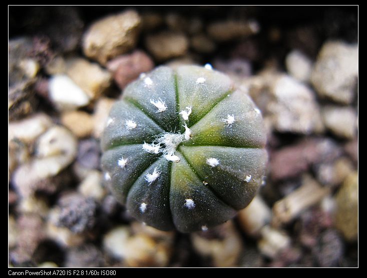 极上斑兜锦（实生）仙人掌科星球属 多肉植物 仙人球 花卉 盆栽