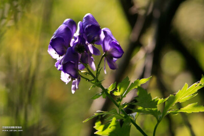 僧鞋菊（草乌头、见血封侯）