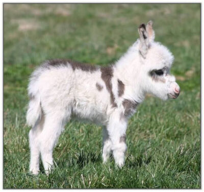 Miniature donkey foal