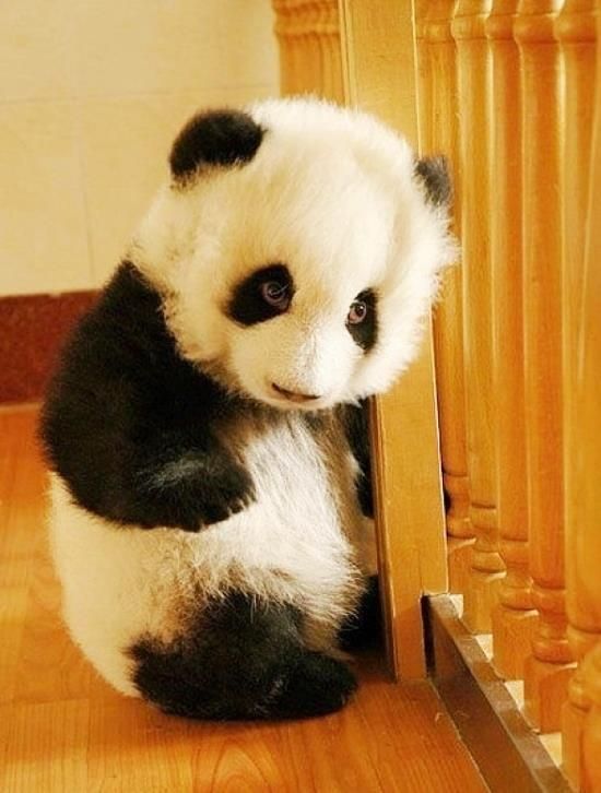 Baby Panda - cutest thing ever