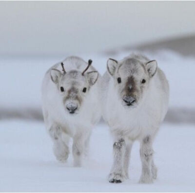 Baby Reindeers - so fluffy ! &amp;lt;3