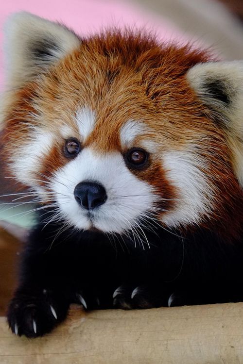 Red Panda (by Hirosh Amazing World beautiful amazing