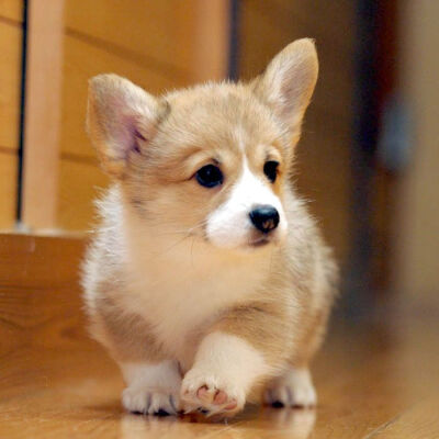 corgi