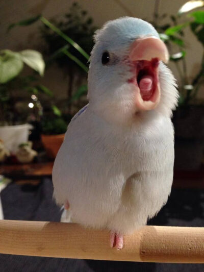 Yawning parrotlet.