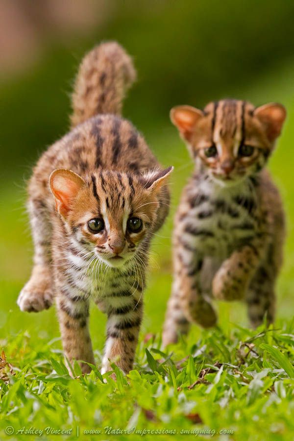 Baby Leopards