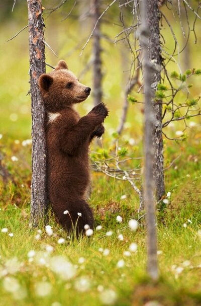 Bear cub getting a back scratch