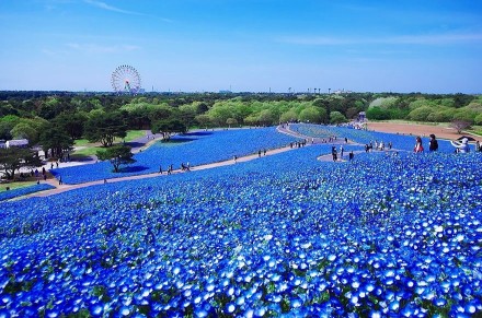  位于日本茨城县日立海滨公园，有一个异常美丽的旅游景点：3.5公顷的花朵公园。在公园内，大量的花朵一年四季都开花，并且随季节而改变。在公园里最好的观点叫“Miharashi No Oka”，一座小山，在这里可以俯瞰整个花的海洋。