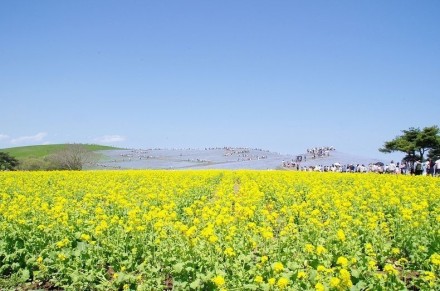  位于日本茨城县日立海滨公园，有一个异常美丽的旅游景点：3.5公顷的花朵公园。在公园内，大量的花朵一年四季都开花，并且随季节而改变。在公园里最好的观点叫“Miharashi No Oka”，一座小山，在这里可以俯瞰整个花的海洋。