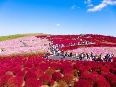  位于日本茨城县日立海滨公园，有一个异常美丽的旅游景点：3.5公顷的花朵公园。在公园内，大量的花朵一年四季都开花，并且随季节而改变。在公园里最好的观点叫“Miharashi No Oka”，一座小山，在这里可以俯瞰整个花…