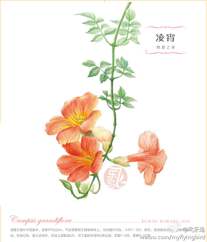 飞乐鸟[彩铅]•凌霄花