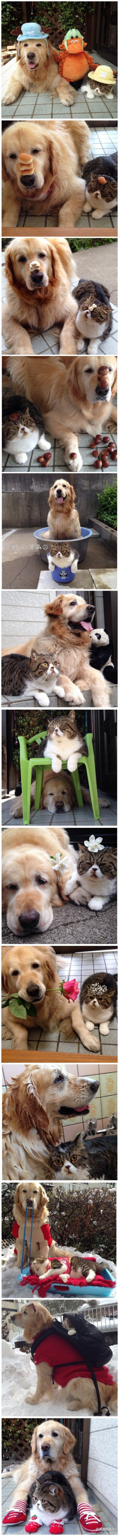 instagram上一对很红的猫狗好朋友~~ 汪星叫Oliver, 喵星叫Arashi..... 两个家伙混一起萌死了~~ (instagram: izumiechan)