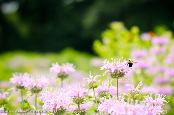 美国薄荷（学名：Monarda didymaL.）：也叫马薄荷，属多年生草本植物，株高100-120厘米，茎直立，四棱形，叶质薄，对生，卵形或卵状披针形，背面有柔毛，缘有锯齿。花朵密集于茎顶，萼细长，花冠长5厘米，花簇生於茎顶，花冠管状，淡紫红色，叶芳香。轮伞花序密集多花，花筒上部稍膨大，裂片略成二唇形。花期6-9月。