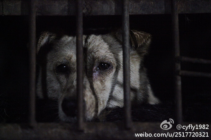 这些狗狗关在笼中已经超过12个小时,有些眼角滴泪,有些奄奄一息.