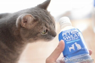 【猫猫的运动饮料？】不但人类夏天需要功能饮料预防中暑，猫猫也有夏天补充能量的饮料，大塚集团发售的「ペットスエット」2,000ml×6本で2,088円，实际试喝好像还挺滋润的样子…