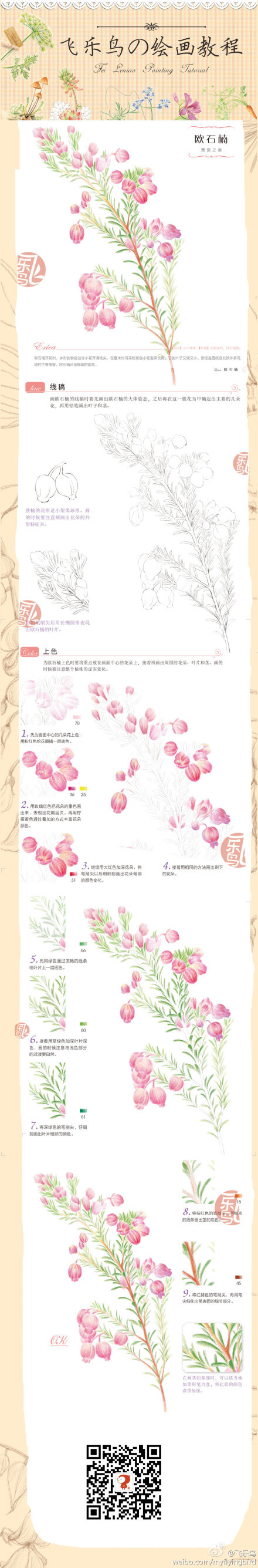 #教程#南非的皇后—欧石楠，你见过这么小清新的皇后么？