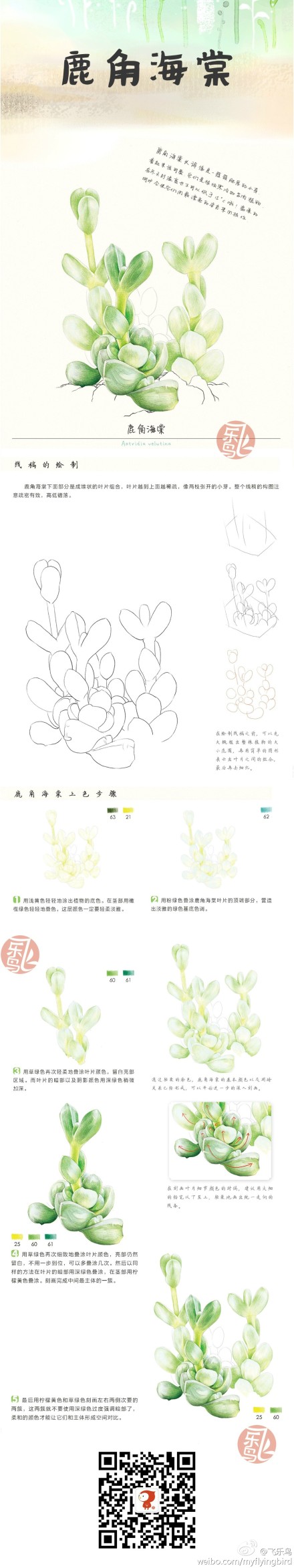 #教程#《多肉绘》—鹿角海棠，每次看到萌萌的鹿角海棠，都能够想到可爱的麋鹿铃铛~叮铃铃，叮铃铃。