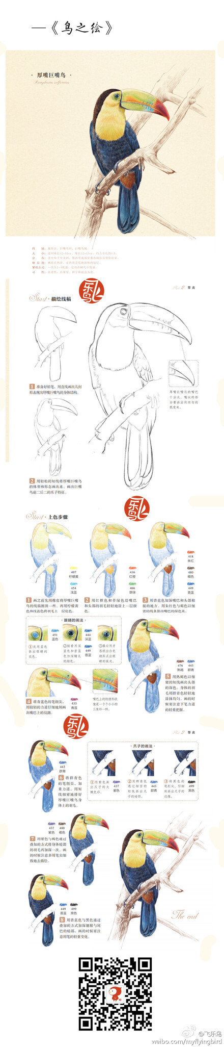 【教程】鸟绘--厚嘴巨嘴鸟。