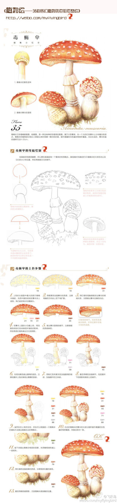 #鸟酱的画#《植物绘》——“毒蝇伞”详细的手绘教程，点大图更清晰，跟着步骤一起动笔把！