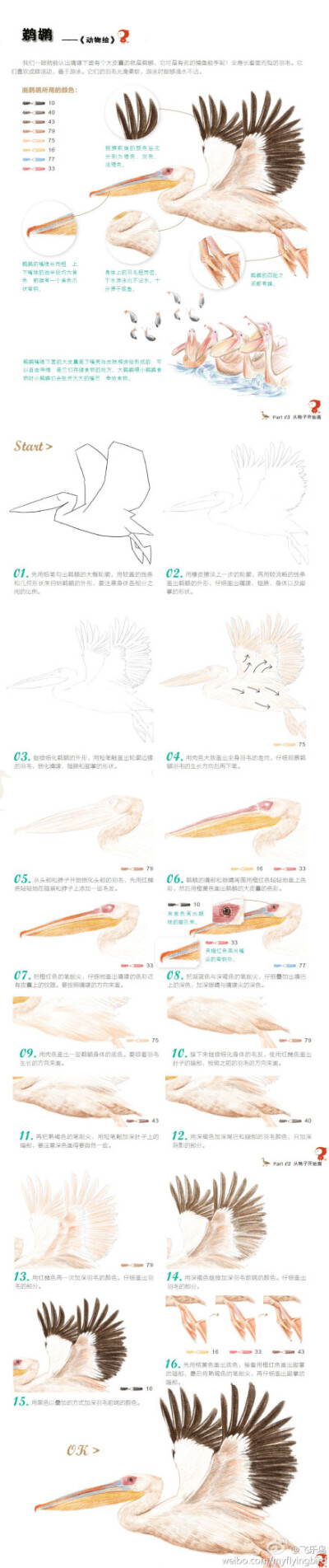 #每日涂鸦#《动物绘》——鹈鹕听说过么？清晰大图手绘教程，跟着步骤慢慢来噢！