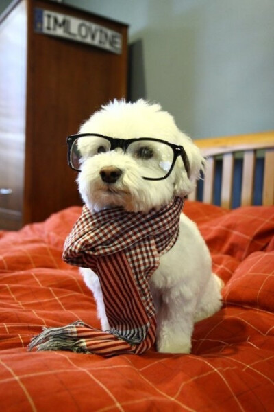 #Dog #Glasses