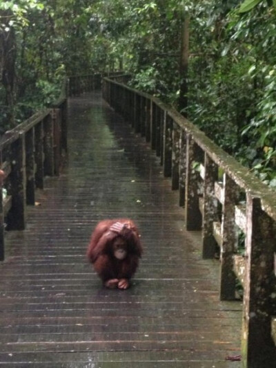 出去爬山，看到一个逗比在躲雨。。。cr.net