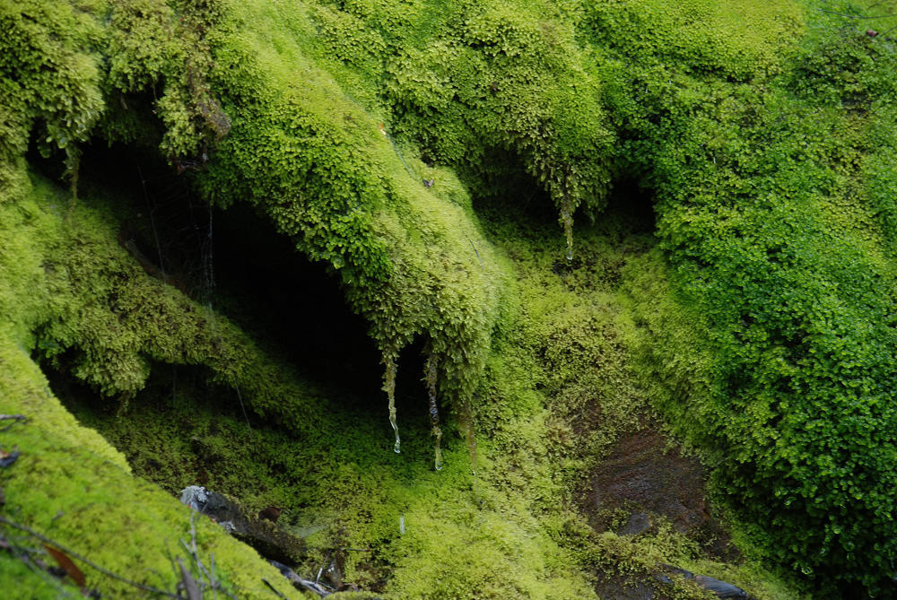 苔藓